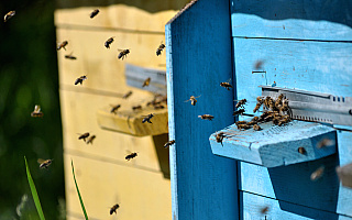 Zapraszają owady do miast. Pięć samorządów z Warmii i Mazur zadba o obecność pszczół